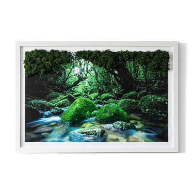 Moos bild Fluss in der Mitte des Waldes