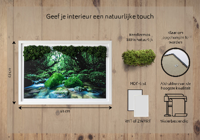 Moos bild Fluss in der Mitte des Waldes