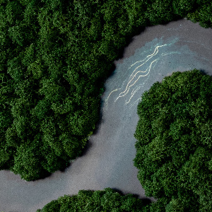 Moosbild Fluss im Wald