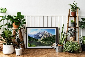 Moosbild lebend Tatra Mountains - Morskie Oko