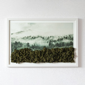 Moos bild Wald im Nebel