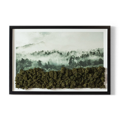 Moos bild Wald im Nebel