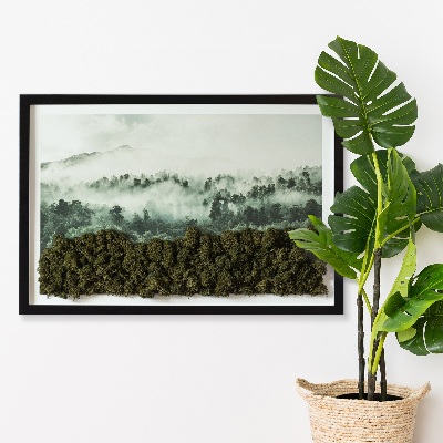 Moos bild Wald im Nebel