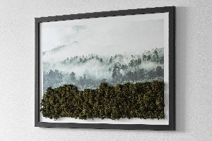 Moos bild Wald im Nebel