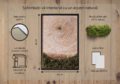 Moos bild Holzmaserung