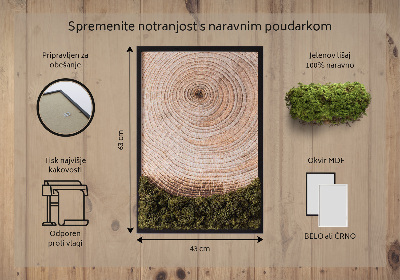 Moos bild Holzmaserung