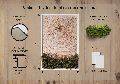 Moos bild Holzmaserung