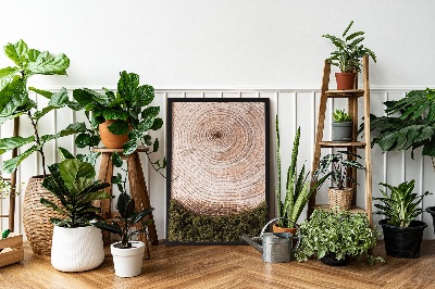 Moos bild Holzmaserung