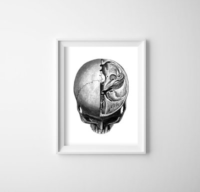 Poster an der Wand Anatomische Kopf druckt Skullt
