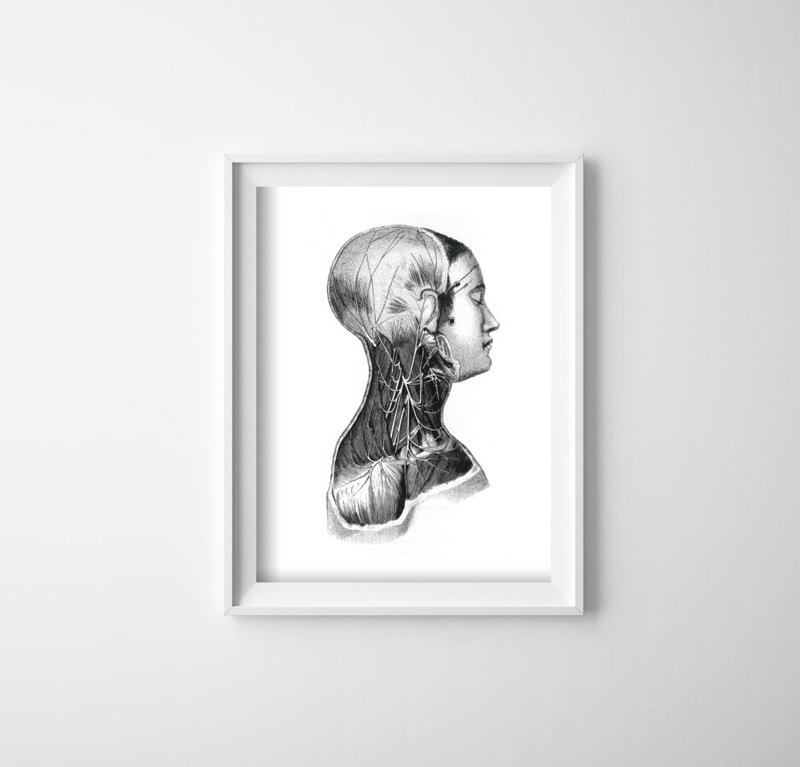 Poster im Retro-Stil Anatomische Drucke an den Nackenmuskeln