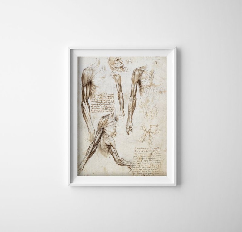 Plakat-Weinlese Die Muskeln der oberen Extremitäten Da Vinci