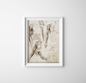 Plakat-Weinlese Die Muskeln der oberen Extremitäten Da Vinci