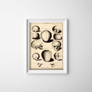 Weinleseplakat für das Wohnzimmer John Fotherby Gesichtsknochen