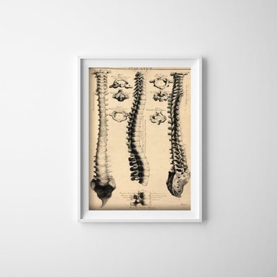 Poster an der Wand Anatomie John Fotherby