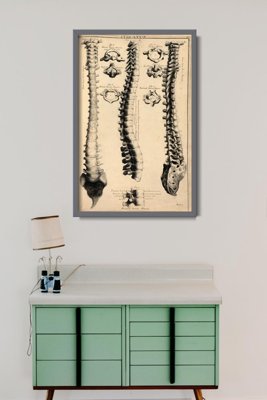 Poster an der Wand Anatomie John Fotherby