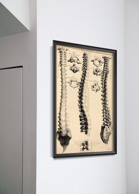 Poster an der Wand Anatomie John Fotherby