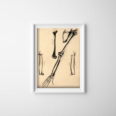 Weinleseplakat Humerus John Fotherby