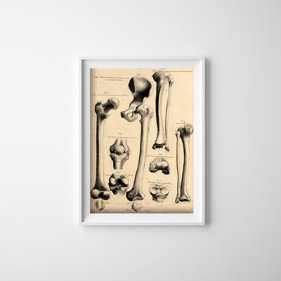 Retro-Poster Human Anatomy John Fotherby