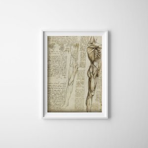 Poster im Retro-Stil Da Vinci Beinmuskeln