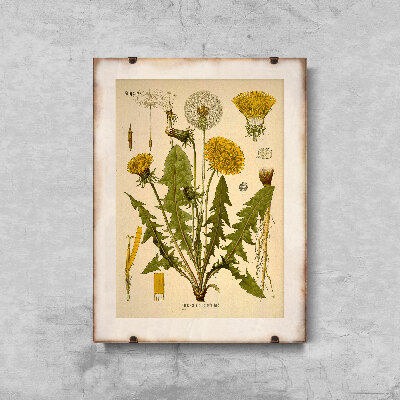Weinleseposter für das Wohnzimmer Gänsedistel
