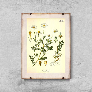 Poster im Retro-Stil Smelly botanische Kamille