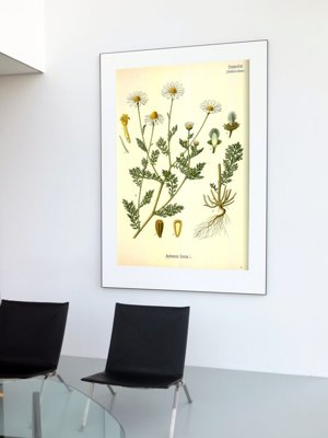 Poster im Retro-Stil Smelly botanische Kamille