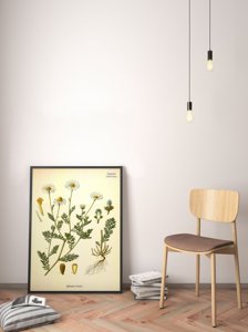 Poster im Retro-Stil Smelly botanische Kamille