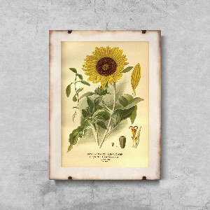 Retro-Poster Sonnenblumendruck