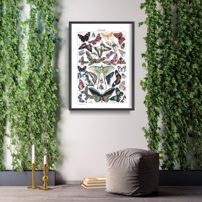 Weinleseposter Adolphe Millot botanische Schmetterling Papillons