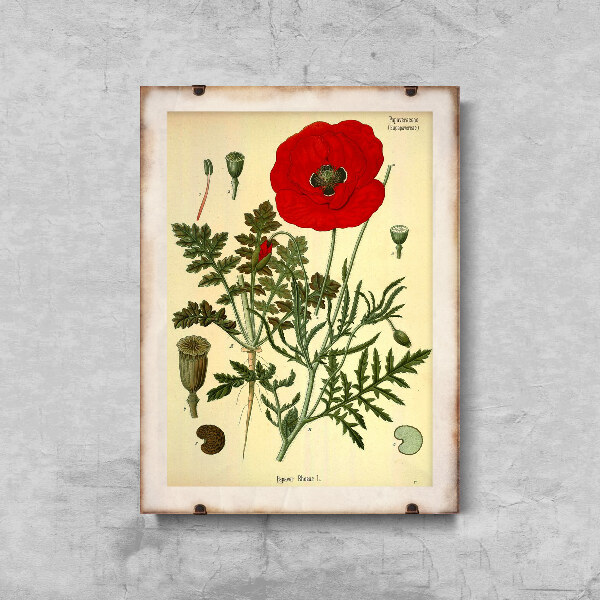 Retro-Poster Botanischer Druck rote Mohn
