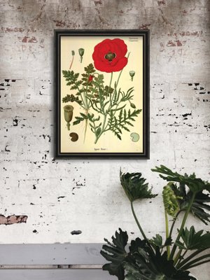 Retro-Poster Botanischer Druck rote Mohn