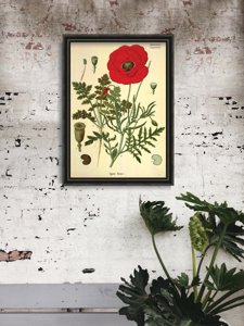 Retro-Poster Botanischer Druck rote Mohn
