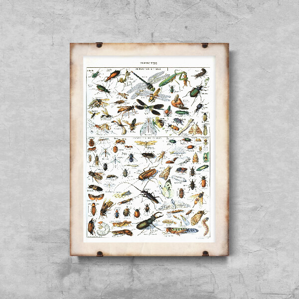 Poster im Retro-Stil Insekten Adolphe Millot