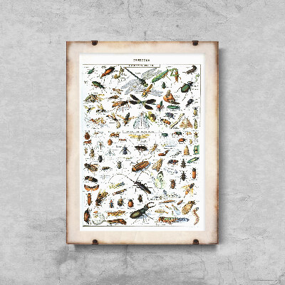 Poster im Retro-Stil Insekten Adolphe Millot