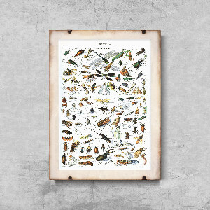 Poster im Retro-Stil Insekten Adolphe Millot