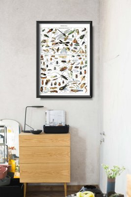 Poster im Retro-Stil Insekten Adolphe Millot