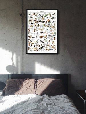 Poster im Retro-Stil Insekten Adolphe Millot