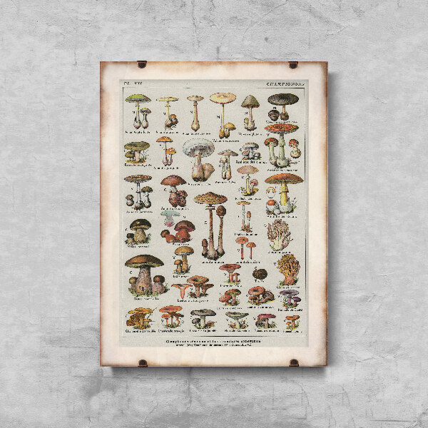 Poster Retro-Wohnzimmer Botanische Pilze Poster Pilze
