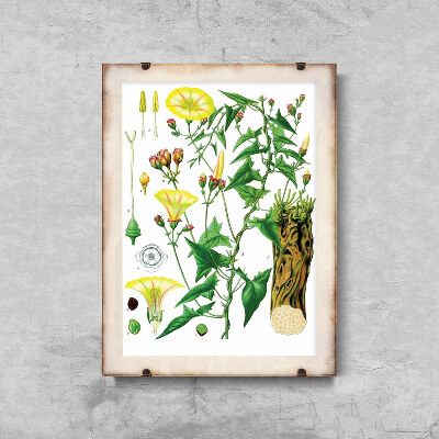 Weinleseposter für das Wohnzimmer Princonvolvulus scammonia