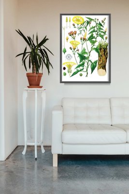 Weinleseposter für das Wohnzimmer Princonvolvulus scammonia