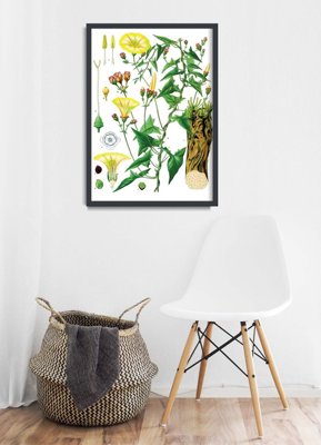Weinleseposter für das Wohnzimmer Princonvolvulus scammonia