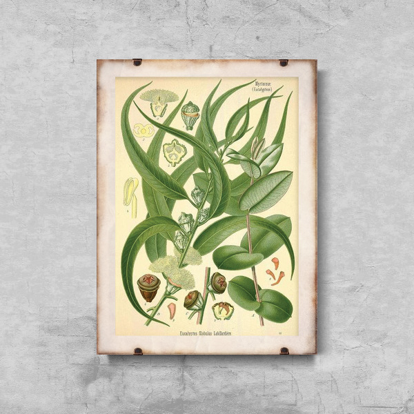Poster im Retro-Stil Illustration Eukalyptus