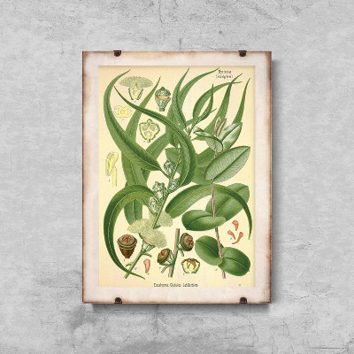 Poster im Retro-Stil Illustration Eukalyptus
