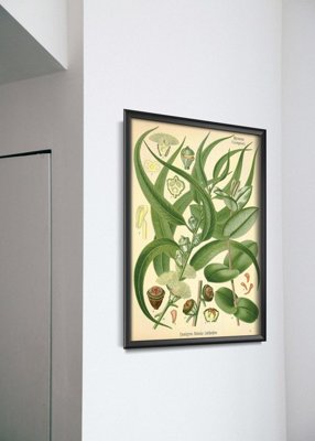 Poster im Retro-Stil Illustration Eukalyptus