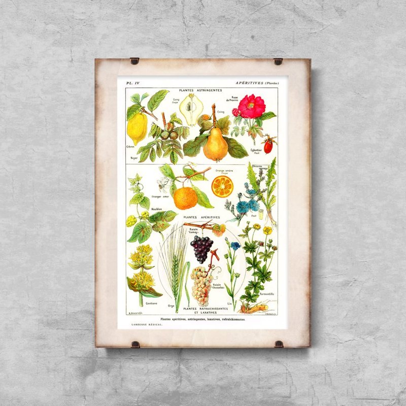 Poster-Weinlese Früchte Botanik Zitrus