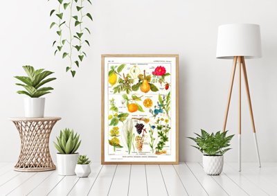 Poster-Weinlese Früchte Botanik Zitrus