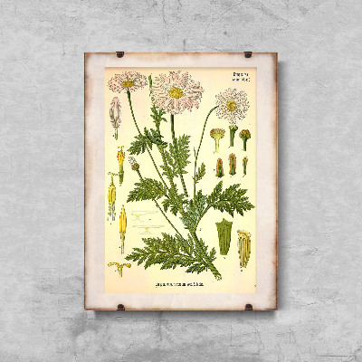 Poster im Retro-Stil Gänseblümchen