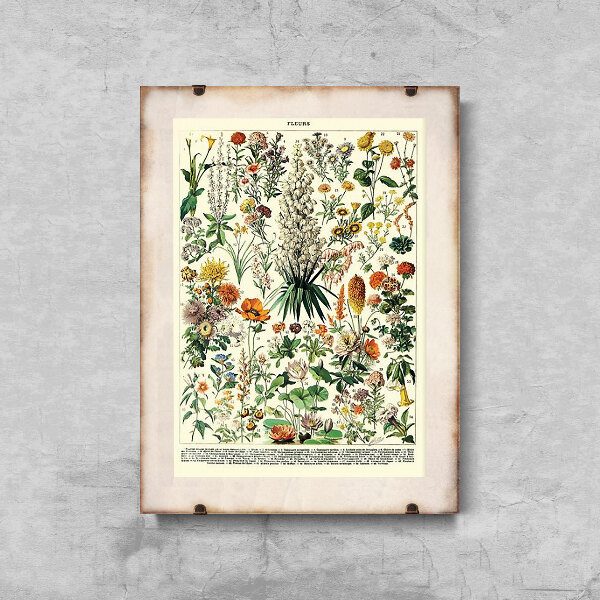 Poster im Retro-Stil Blumendruck Adolphe Millot