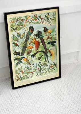 Weinleseposter Vögel Adolphe Millot