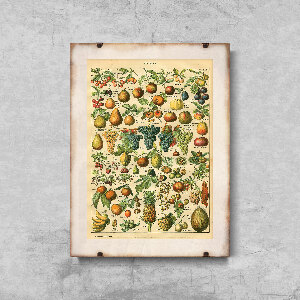 Retro-Poster Früchte Adolphe Millot